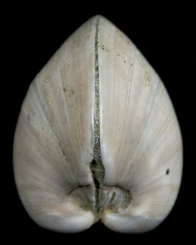 Polished Fossil Clam - Small Size #5287